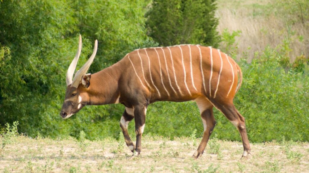 Egy bongó (Tragelaphus eurycerus) sétál a zöld háttér előtt, gyönyörű vonalakkal a bundáján.