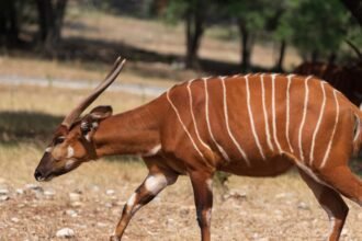 Egy bongó sétál a napfényben, szép csíkos bundájával a fűben.