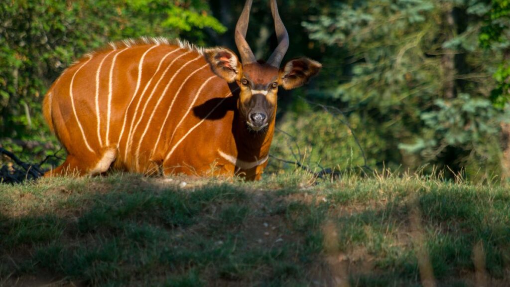 Egy bongó (Tragelaphus eurycerus) áll egy dombon, zöld háttérben.