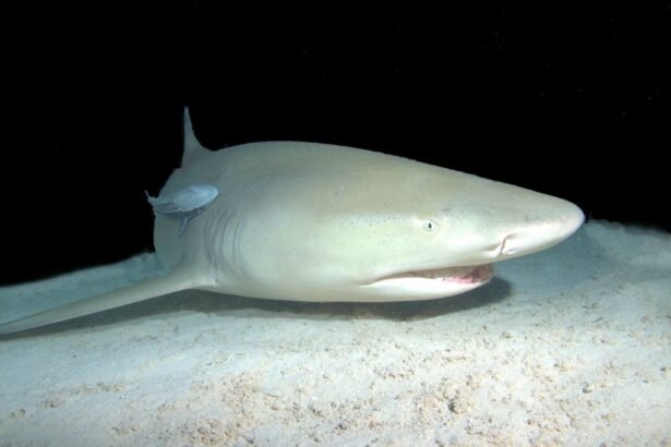 A citromcápa az óceán fenekén pihen, nyugodt környezetben.