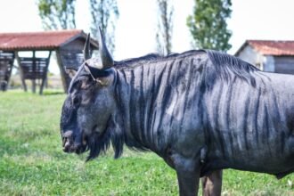 Egy csíkos gnú áll egy zöld réten, háttérben fák és istállók láthatók.