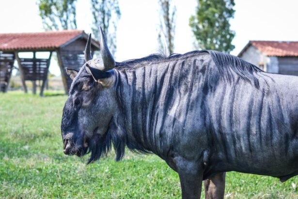 Egy csíkos gnú áll egy zöld réten, háttérben fák és istállók láthatók.