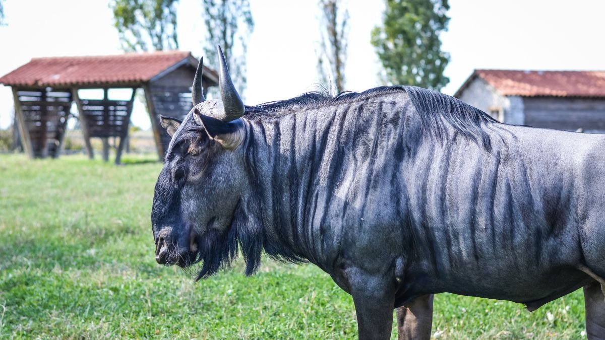Egy csíkos gnú áll egy zöld réten, háttérben fák és istállók láthatók.