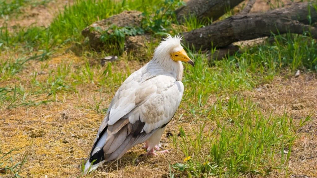 Dögkeselyű, fehér tollakkal és sárga csőrével, zöld fűben állva.