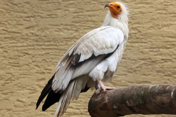 Dögkeselyű, fehér tollazattal és narancssárga fejjel egy ágon ülve.