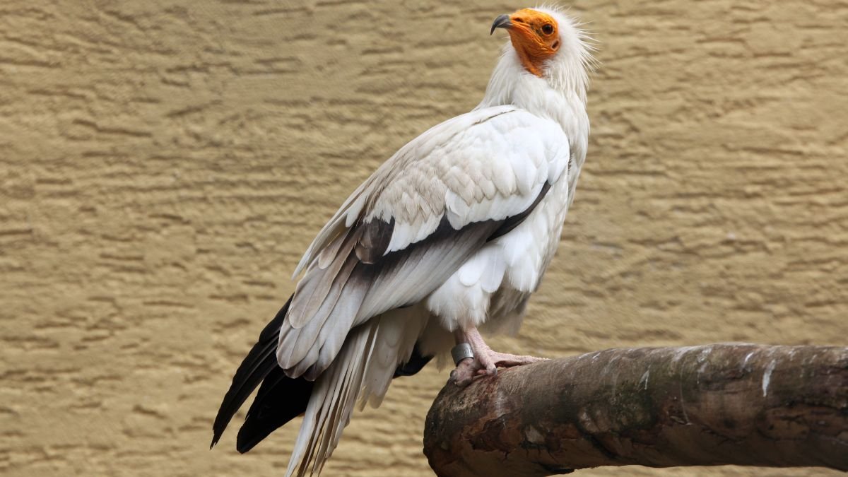 Dögkeselyű, fehér tollazattal és narancssárga fejjel egy ágon ülve.