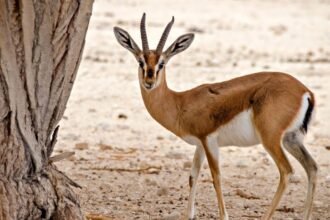 Dorkászgazella áll egy fa mellett, a háttér homokos és száraz.