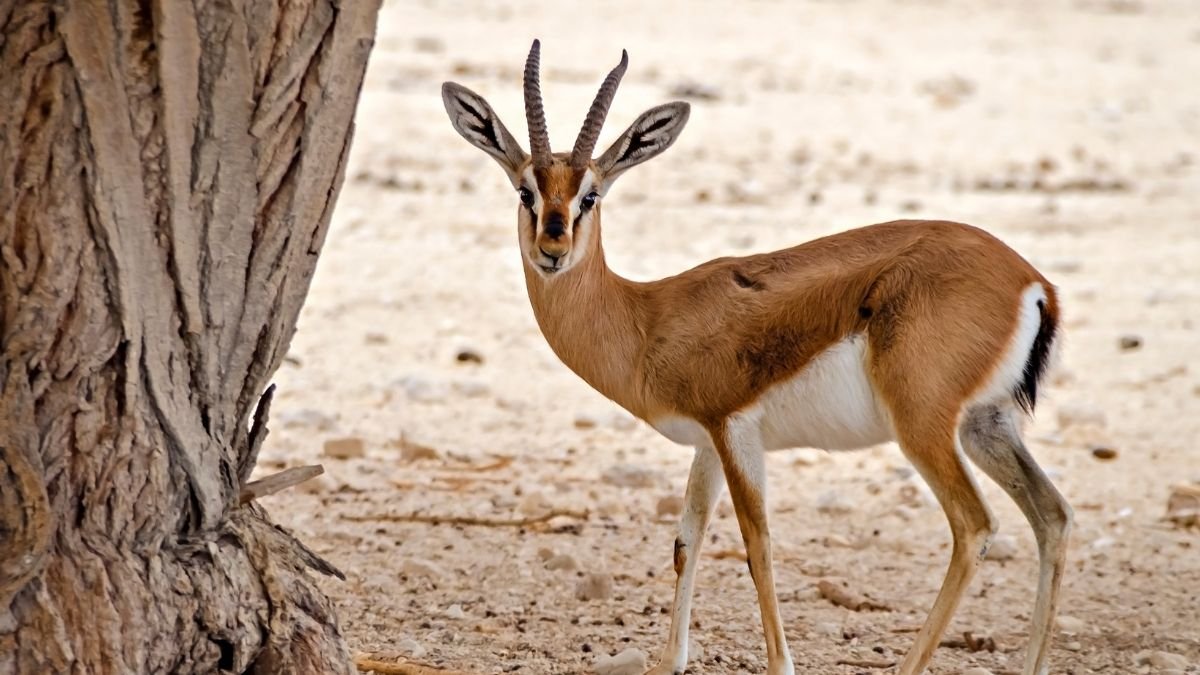 Dorkászgazella áll egy fa mellett, a háttér homokos és száraz.
