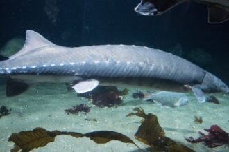 Egy fehér tok hal úszik az akváriumban, homokos aljzaton.