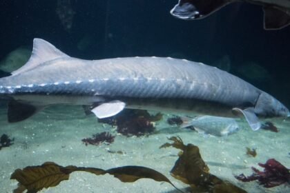 Egy fehér tok hal úszik az akváriumban, homokos aljzaton.