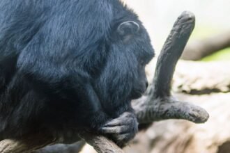 Fekete bőgőmajom egy ágon ülve, figyelmesen nézve a környezetét.