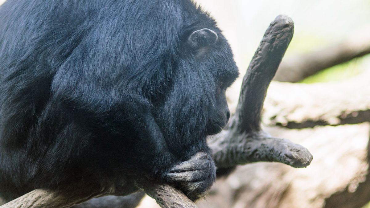 Fekete bőgőmajom egy ágon ülve, figyelmesen nézve a környezetét.