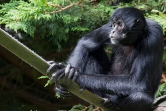 Fekete pókmajom ül egy ágon, figyelmesen néz körbe.