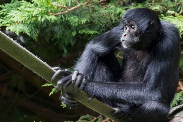 Fekete pókmajom ül egy ágon, figyelmesen néz körbe.