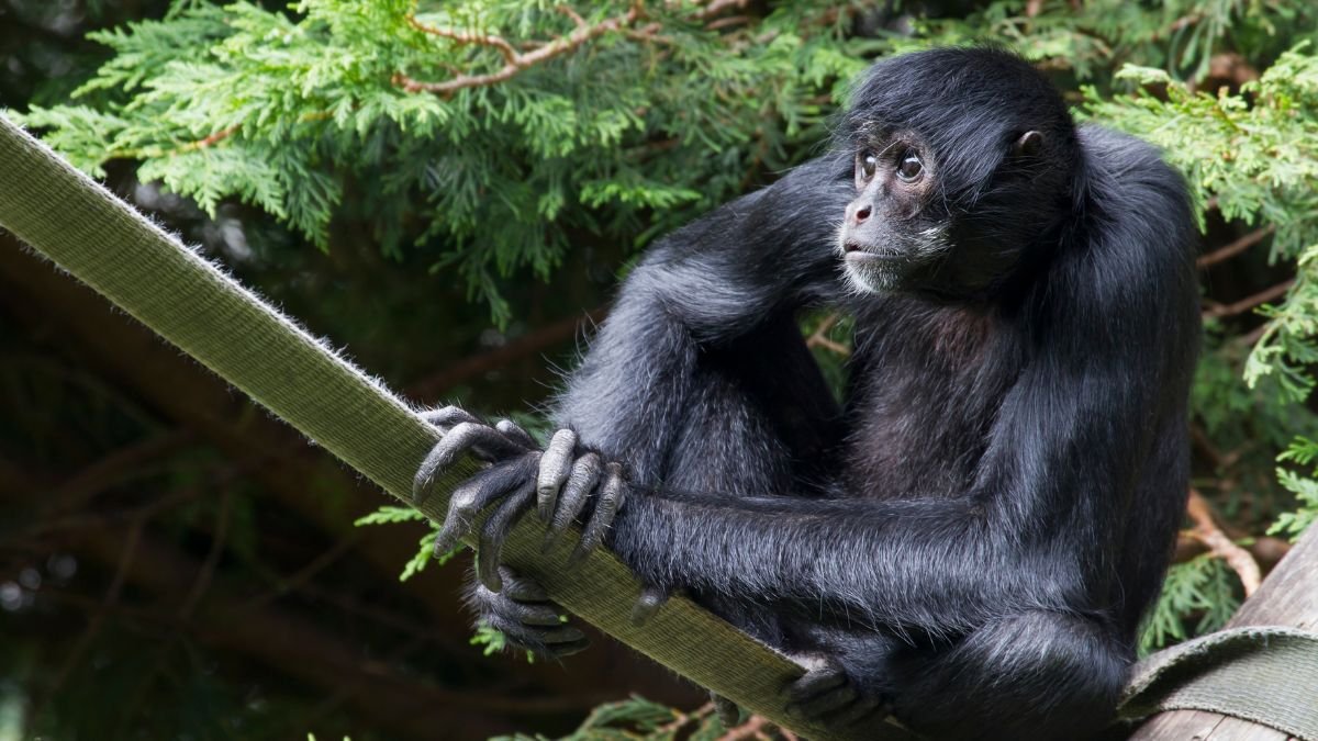 Fekete pókmajom ül egy ágon, figyelmesen néz körbe.