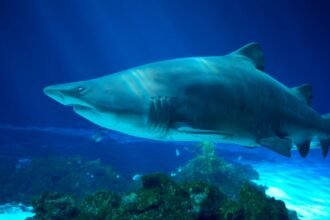 Egy homoki tigriscápa úszik a víz alatt, kék háttérrel és vízi növényekkel.