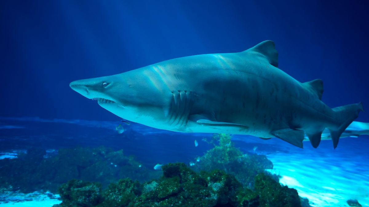 Egy homoki tigriscápa úszik a víz alatt, kék háttérrel és vízi növényekkel.