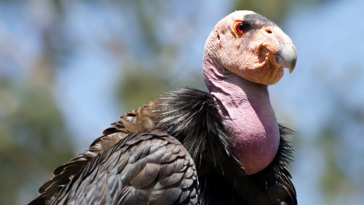 Egy kaliforniai kondor közelről, színes tollazattal és különleges arccal.