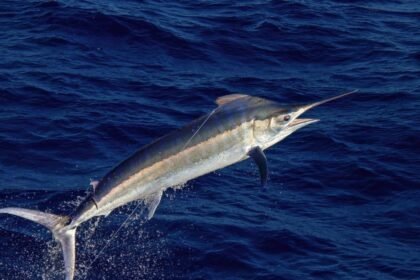 Egy kardhal a víz felszínén ugrik, csillogó vízcseppekkel körülvéve.