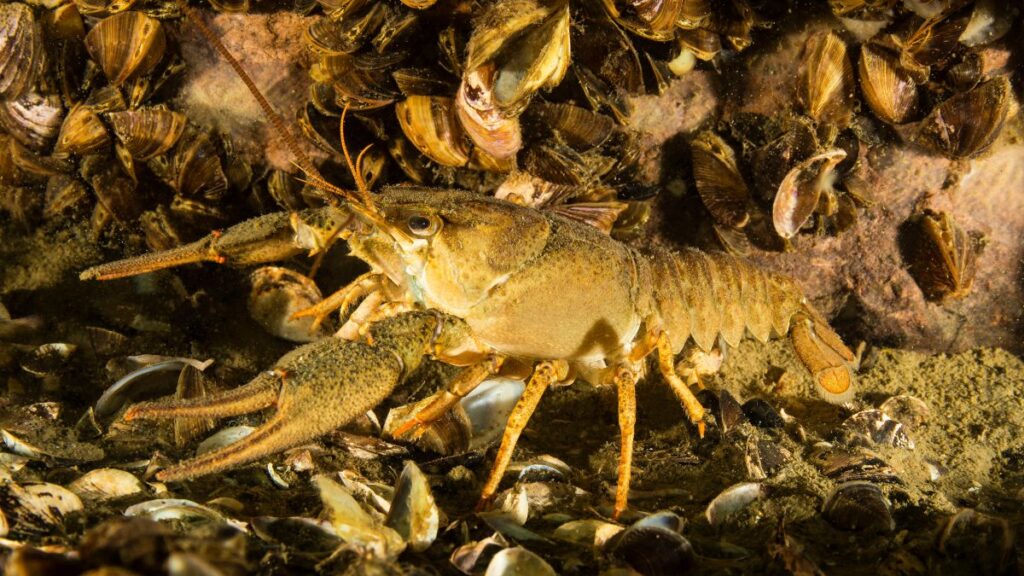 Egy kecskerák a vízfenéken, körülötte kagylók találhatók.