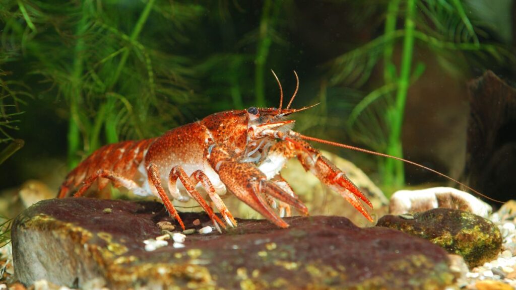 Kecskerák (Astacus leptodactylus) a vízben, sziklák között.