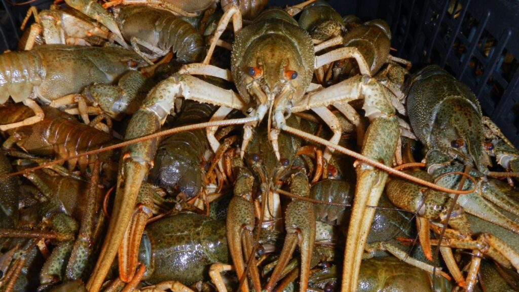 Kecskerákok egy halomra gyűjtve, különböző méretű és színű példányokkal.