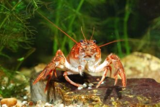 Egy kecskerák víz alatti környezetben, színes kövekkel és növényekkel körülvéve.