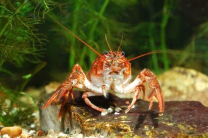 Egy kecskerák víz alatti környezetben, színes kövekkel és növényekkel körülvéve.