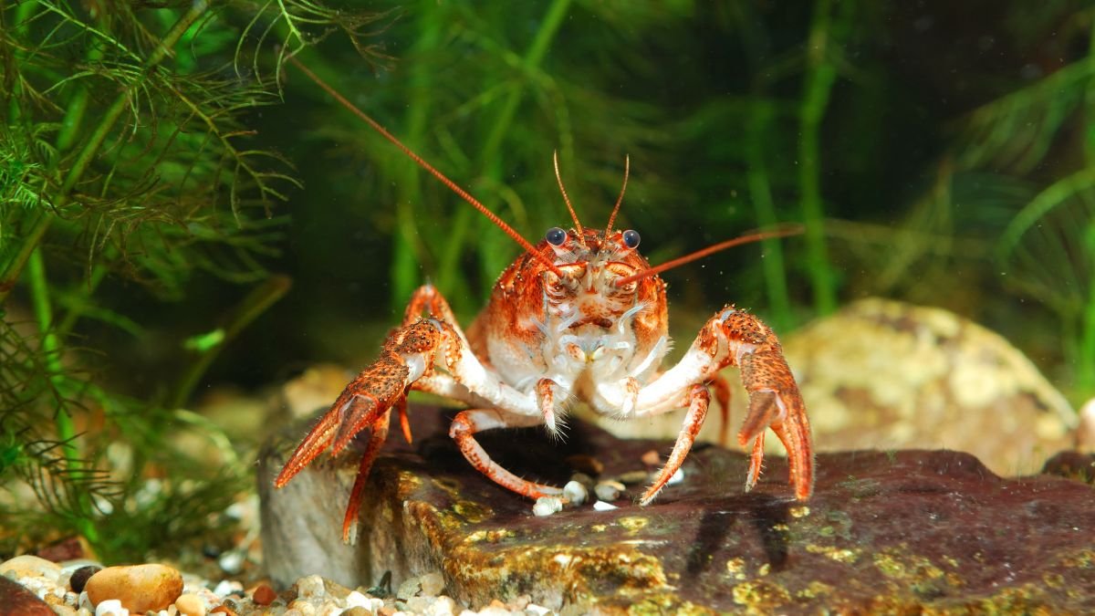 Egy kecskerák víz alatti környezetben, színes kövekkel és növényekkel körülvéve.