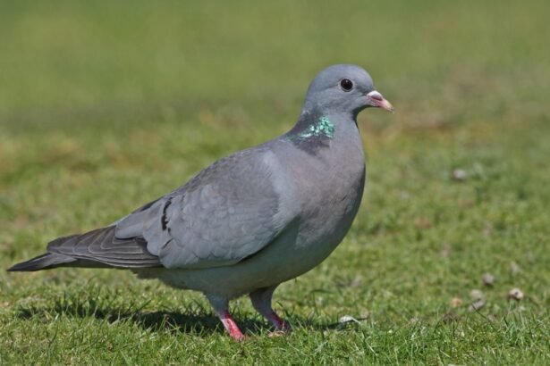 Egy kék galamb áll a zöld fűben, szürke tollazattal és zöldes nyakrésszel.