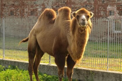 Egy kétpúpú teve áll a kerítés mellett, napfényben fürdőzve.