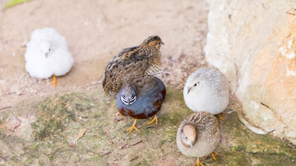 Kínai törpefürjek különböző színekben, a földön állva, természetes környezetben.
