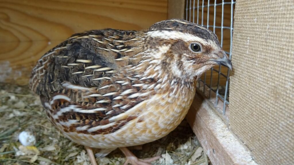 Egy kínai törpefürj látható, színes tollazattal és kíváncsi tekintettel.