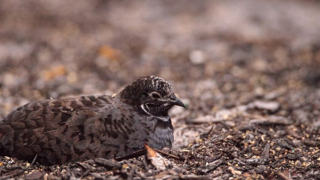 Egy kínai törpefürj ül a földön, körülötte avar és magvak találhatóak.
