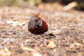 Kínai törpefürj a földön, levelek és ágak között, természetes környezetben.