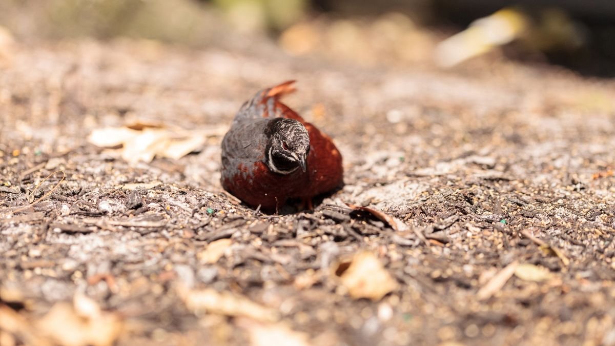 Kínai törpefürj a földön, levelek és ágak között, természetes környezetben.