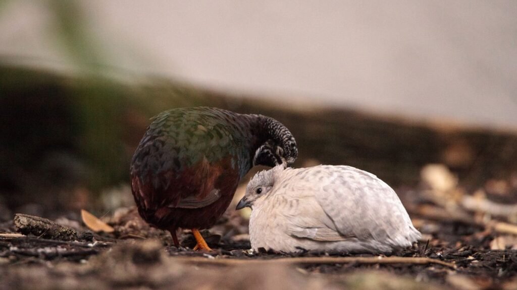 Két kínai törpefürj, az egyik felnőtt, a másik fiatal, egymás mellett ülve.