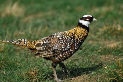 Királyfácán, színes tollazattal, zöld fűben sétálva.