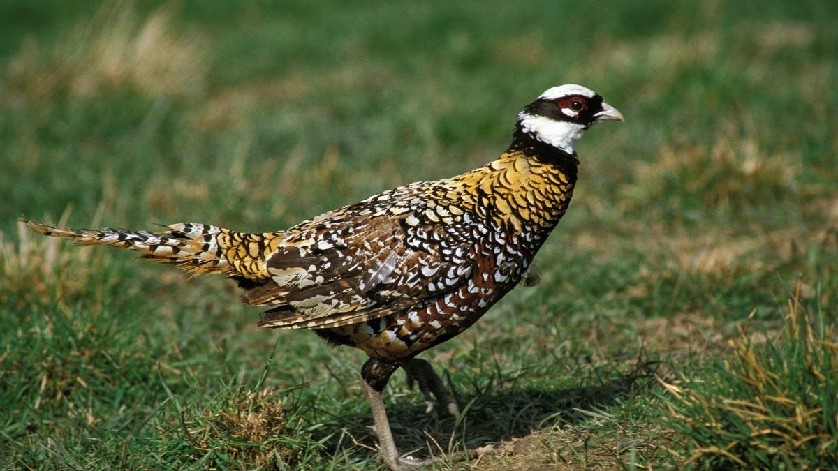 Királyfácán, színes tollazattal, zöld fűben sétálva.