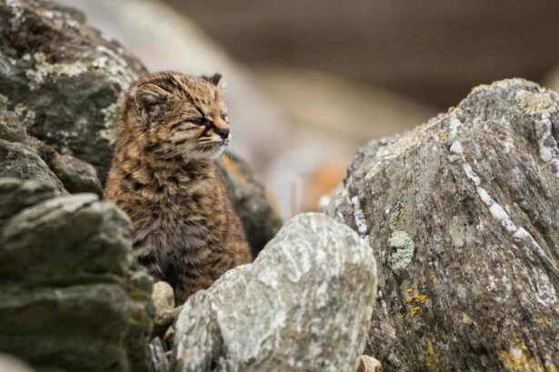 Egy fiatal kodkod macska ül egy sziklás területen, figyelmesen néz körül.