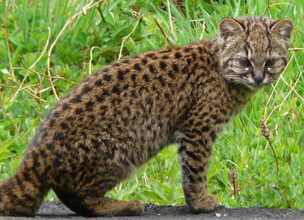 Egy kodkod (Leopardus guigna) áll a fűben, figyelmesen nézve.