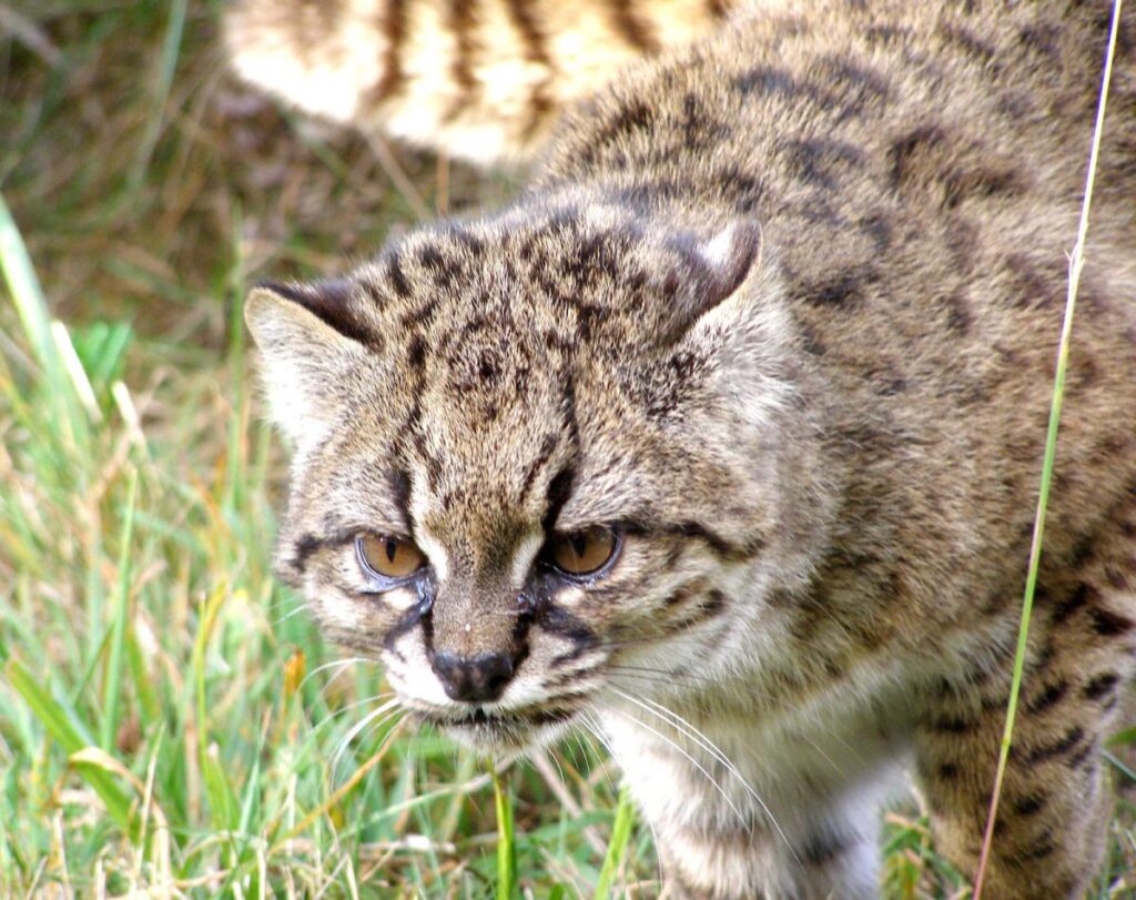 kodkod Leopardus guigna 4