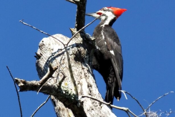 Egy kontyos feketeharkály áll egy faágon, élénk piros fejével a kék ég alatt.
