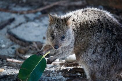 Egy kurtafarkú kenguru, zöld levéllel a mancsában, a természetben.