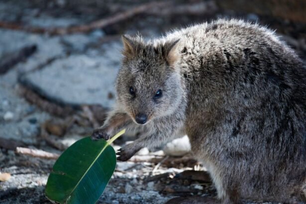 Egy kurtafarkú kenguru, zöld levéllel a mancsában, a természetben.