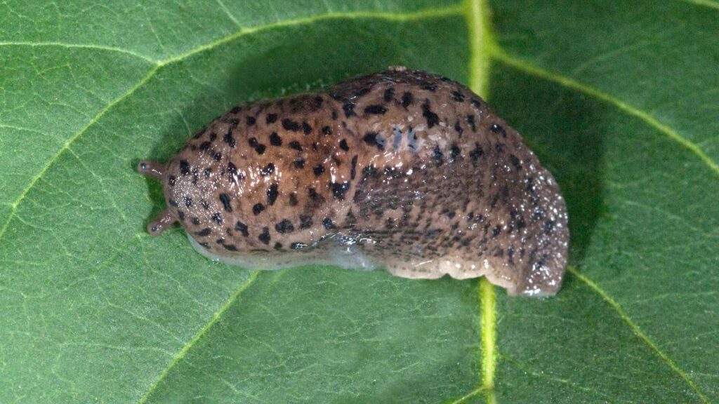 Egy nagy meztelencsiga, Limax maximus, zöld levélen pihenve, részletes mintázattal.