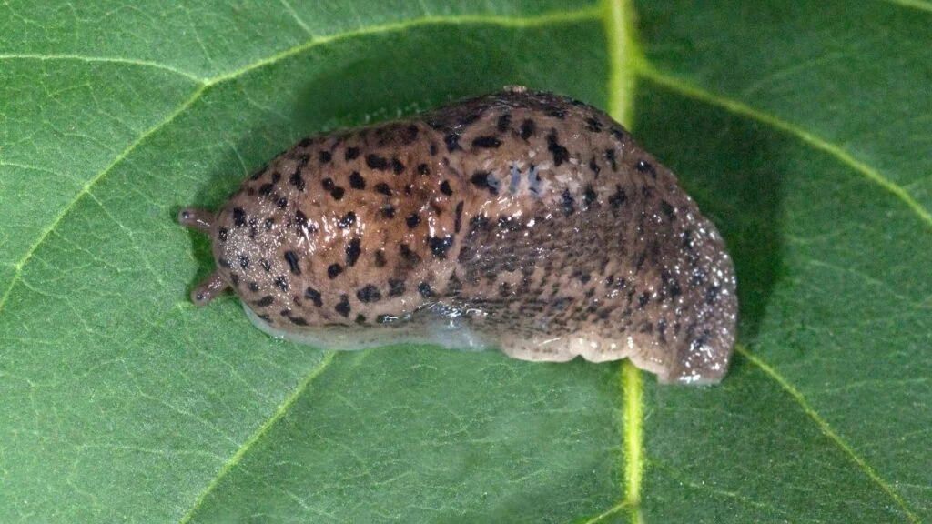 Egy nagy meztelencsiga, Limax maximus, zöld levélen pihenve, részletes mintázattal.
