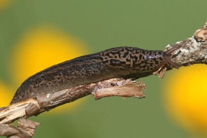 Egy nagy meztelencsiga mászik egy ágon, szép mintázattal a testén.