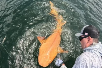 Egy narancssárga cápa úszik a vízben, mellette egy horgász.