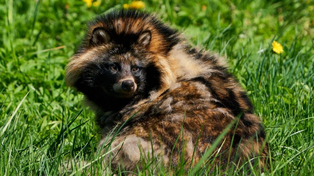 Egy nyestkutya fekszik a zöld fűben, bundája színes és dús.